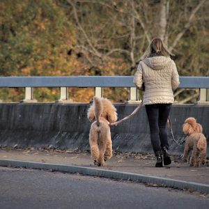 Pet wellness and health - Image of a woman walking her dogs