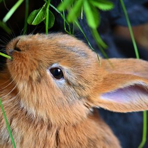 Pet wellness - Image of a rabbit feeding